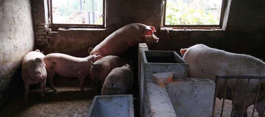 La contagiosa enfermedad -que puede ser mortal para los cerdos y no tiene vacuna- ha llegado a 14...