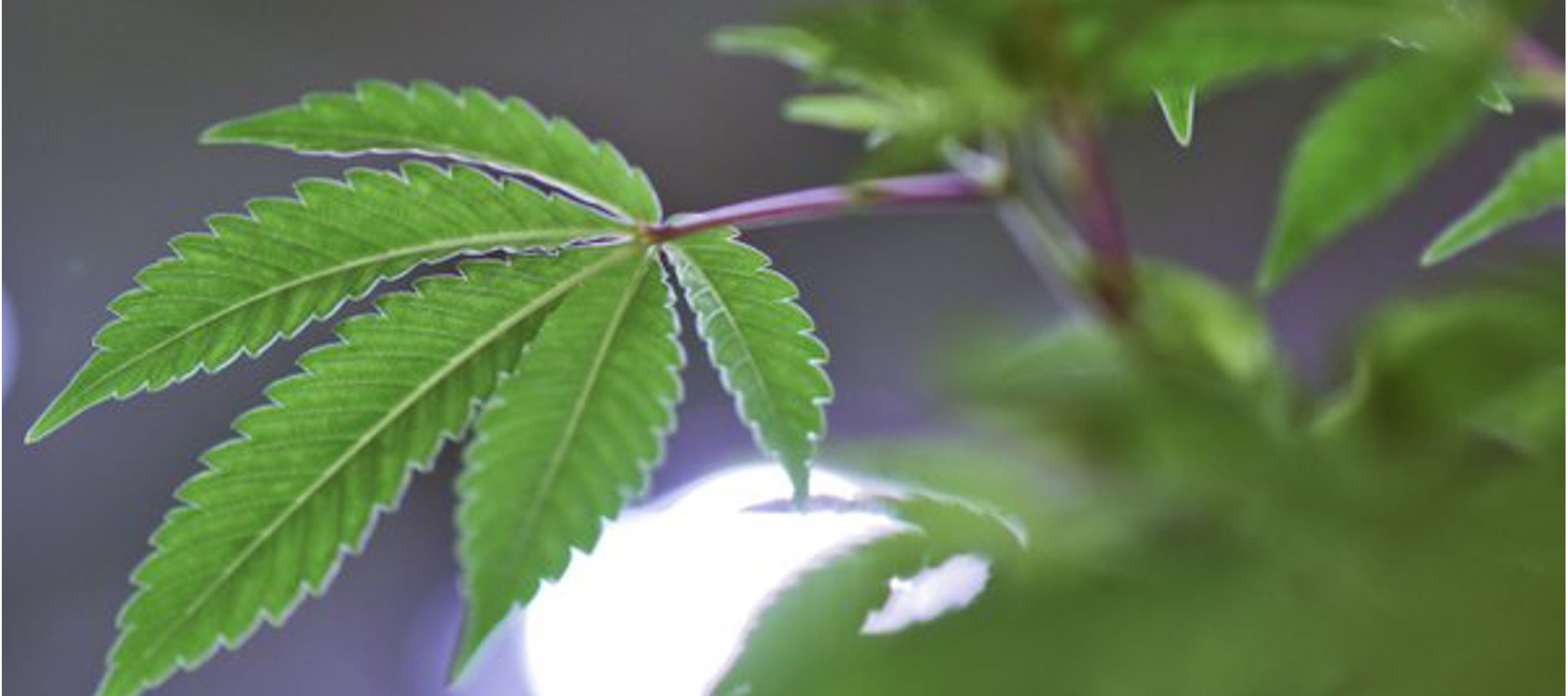 “Uruguay tiene hoy un dinamismo en la industria del cannabis que es muy difícil de...