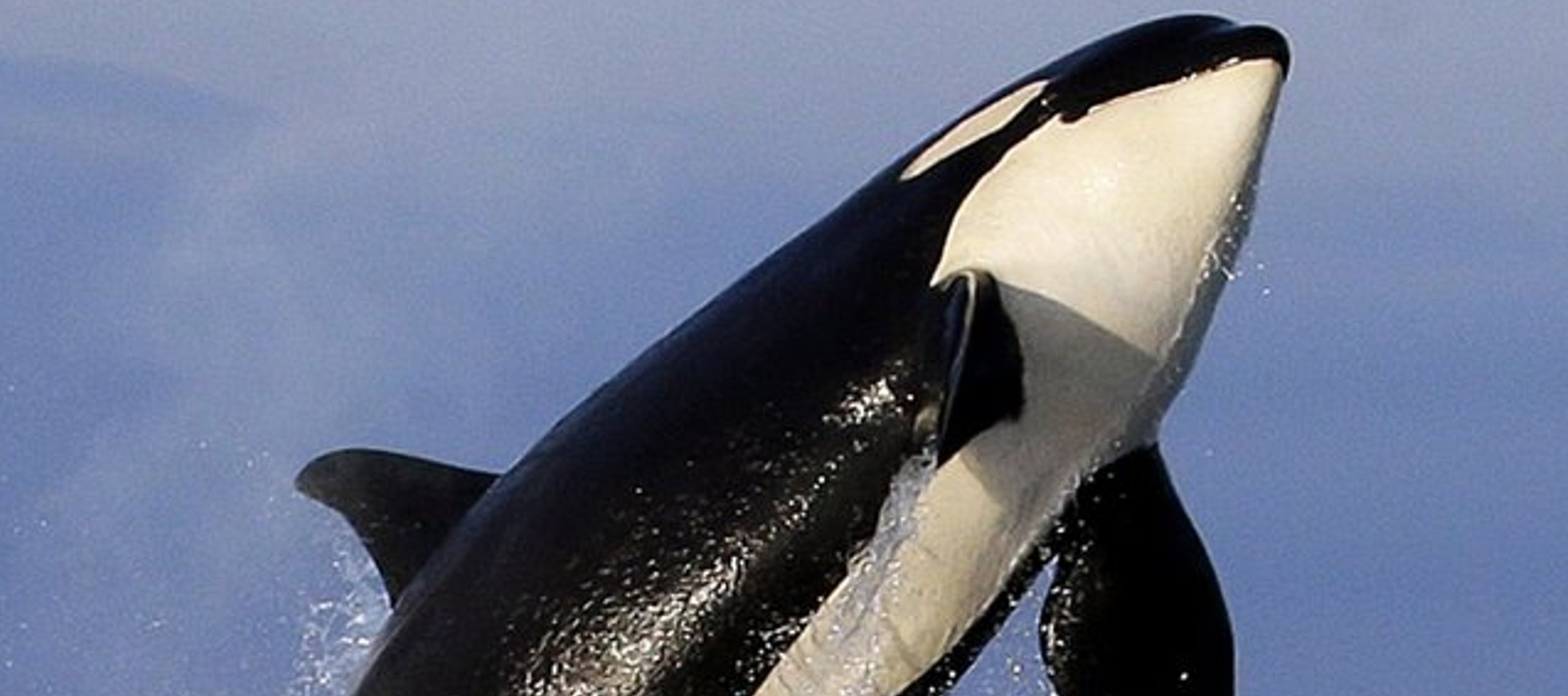 SeaWorld tiene 20 orcas en sus parques de San Diego; Orlando, Florida; y San Antonio, Texas.