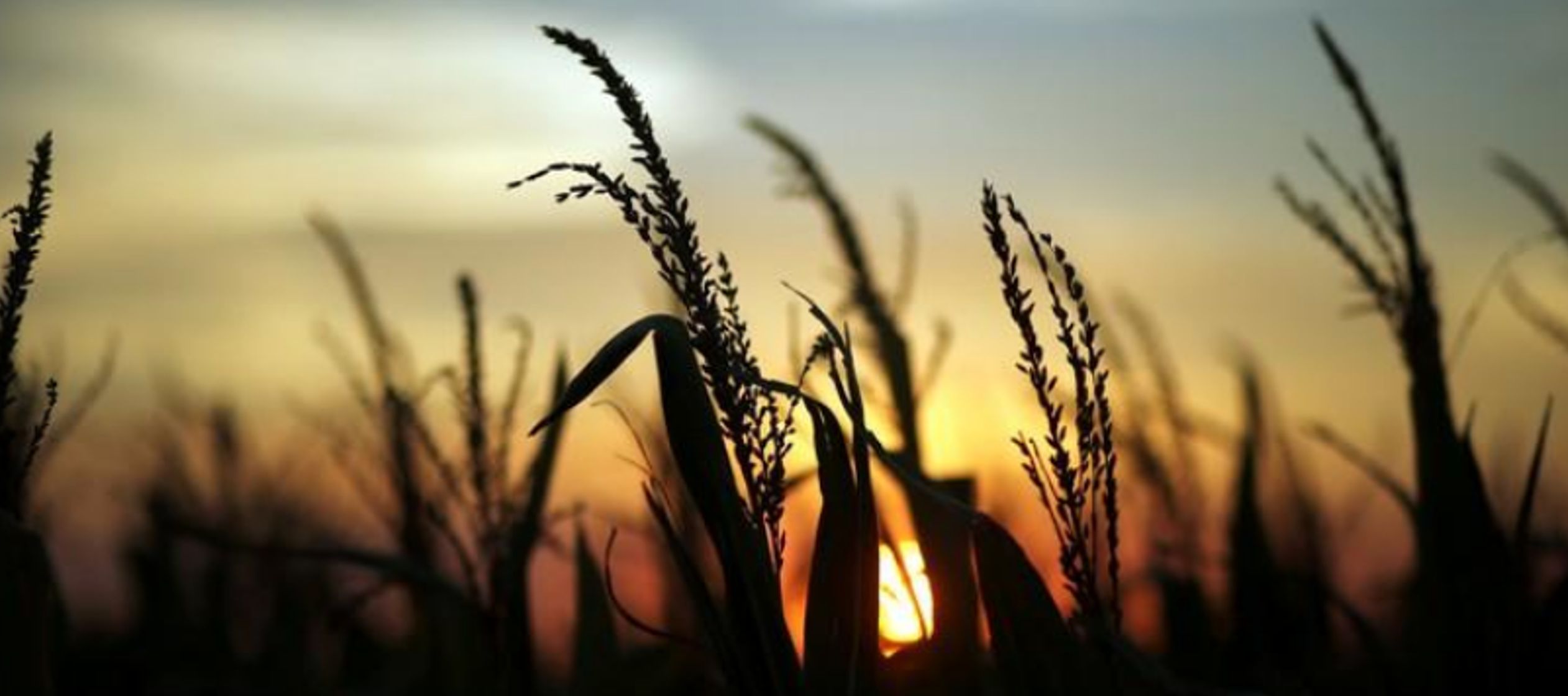 Los futuros del trigo avanzaron levemente, pero anotaron una baja semanal debido a que una...