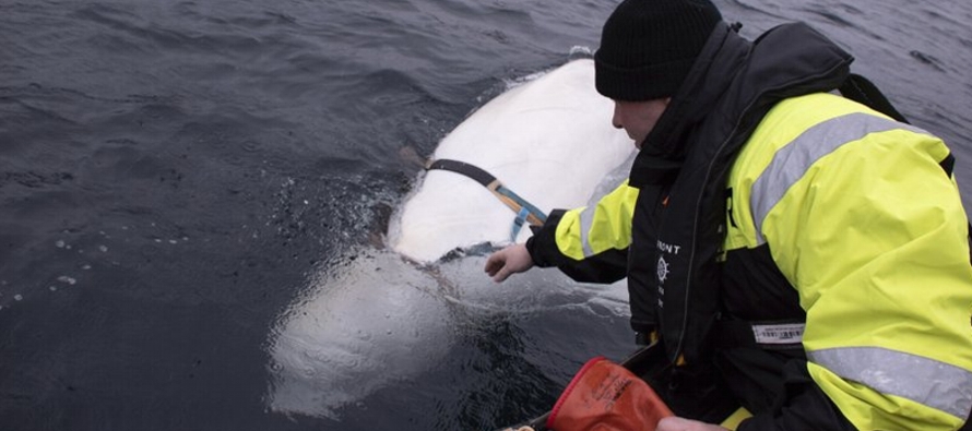 El cetáceo ha estado jugando en las aguas frígidas del puerto de Tufjord, una aldea...