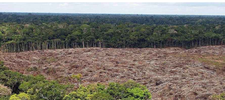 En los primeros quince días de este mes desaparecieron 6.880 hectáreas, una...