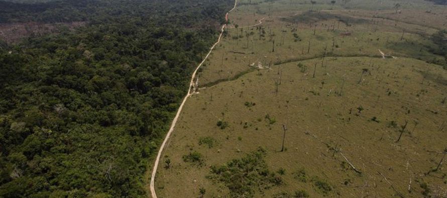 El ritmo de deforestación en la selva amazónica aumentó 20% en los...