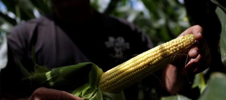 Los futuros del trigo, que siguieron los avances del maíz, se beneficiaron de las...