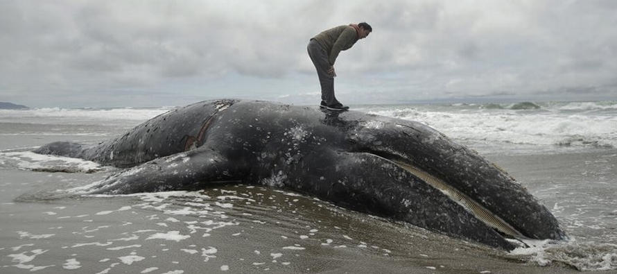 El número de cadáveres de ballenas grises que han sido arrojados por el mar a la...