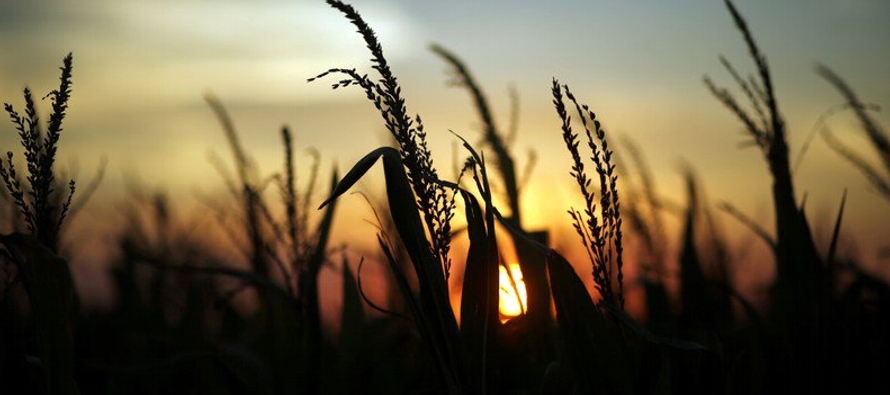El CIC dijo que había recortado su pronóstico global de la cosecha de maíz en...
