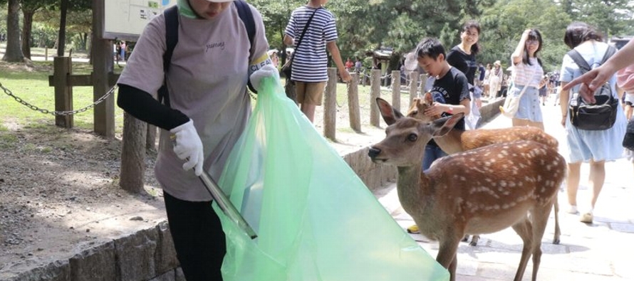 El Parque Nara tiene más de 1,000 ciervos y los turistas pueden alimentarlos con galletas...