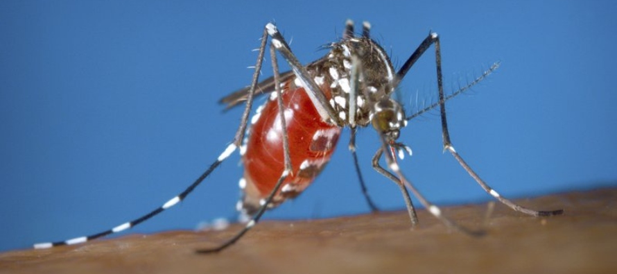 En el experimento, los investigadores se enfocaron en los mosquitos tigre de Asia, unos insectos...