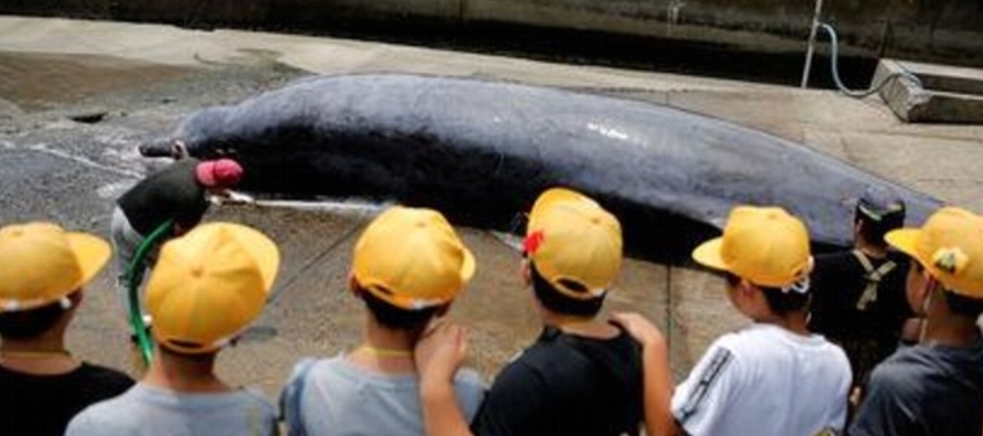 Japón sostiene que la mayoría de las especies de ballenas no están en peligro...