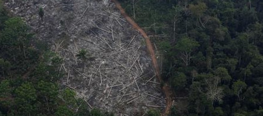 Más de 1,000 kilómetros cuadrados fueron talados en la selva en los primeros 15...