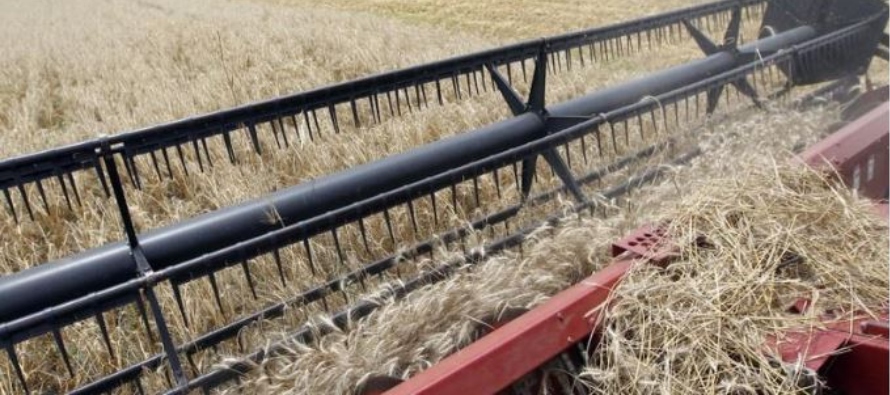 La siembra del trigo actual está casi completo y el buen clima ayuda. En tanto, en los...