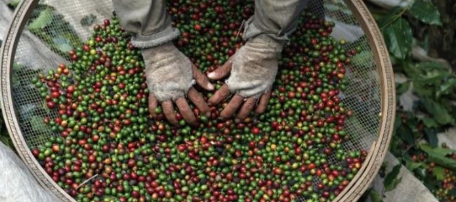 Los productores de café de Perú y Honduras se están beneficiando del...