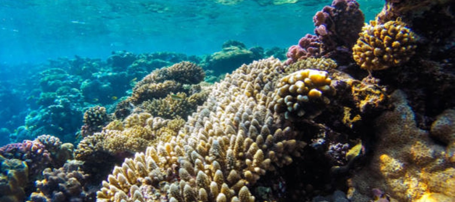 Una tercera parte de los arrecifes de coral de Guam han muerto debido al incremento en las...