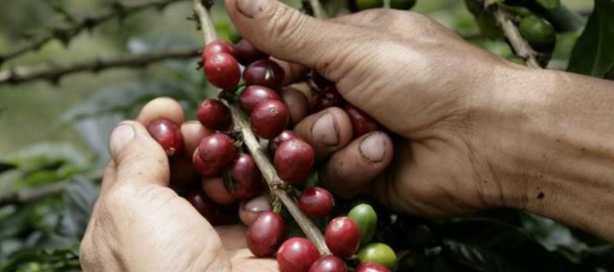 En julio de 2018 la cosecha de Colombia, el primer productor mundial de café arábigo...