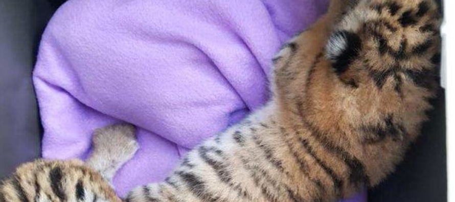 Los tigrecillos fueron descubiertos debido a denuncias anónimas recibidas por una sociedad...