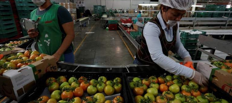 El Departamento de Comercio estadounidense (DOC) impuso el 7 de mayo un arancel a los tomates...