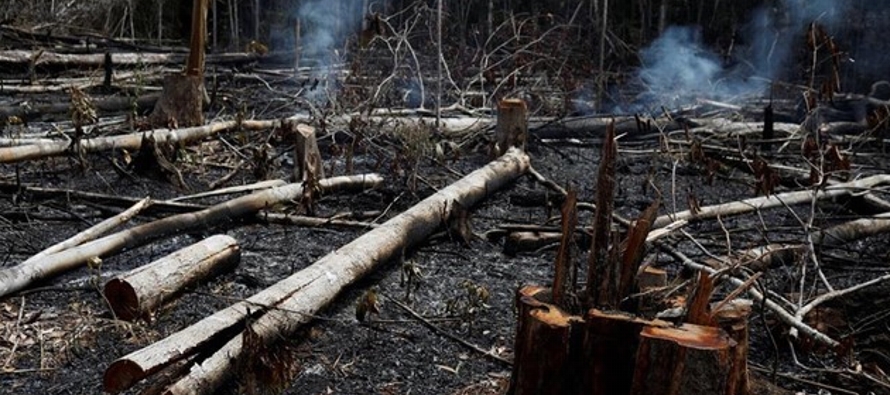 El responsable de la campaña de Bosques de Greenpeace, Miguel Ángel Soto, ha...