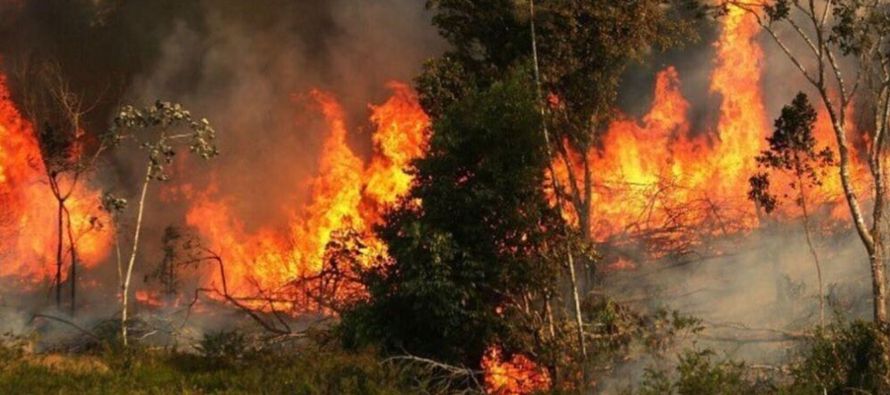 Un número récord de incendios está devorando la selva tropical, muchos de...