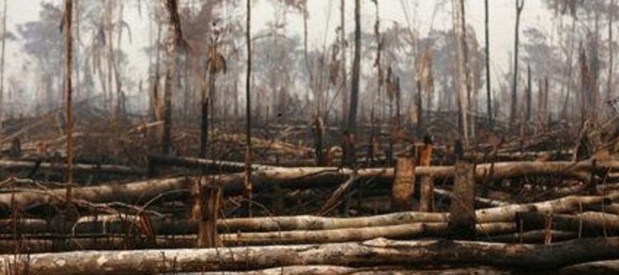 La mayor selva tropical del mundo está siendo devastada por un aumento de los incendios de...