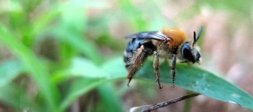 La mayoría de las especies de abejas de Canadá realizan sus nidos en el suelo. Por...