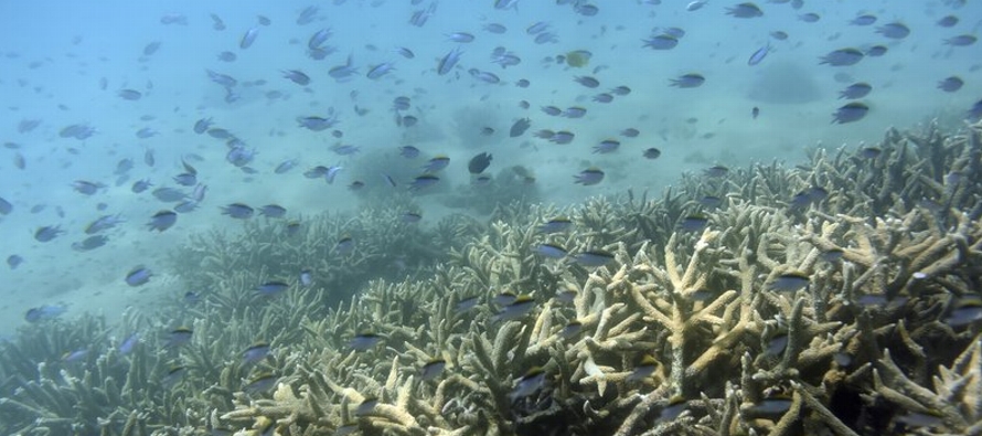 Un informe sostiene que la mayor amenaza para el arrecife sigue siendo el cambio climático....