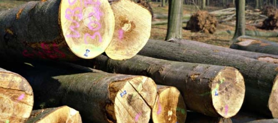 El Periódico de México | Noticias de México | EcologiaContaminacion |  Panamá suspende por un año permisos para talar árboles