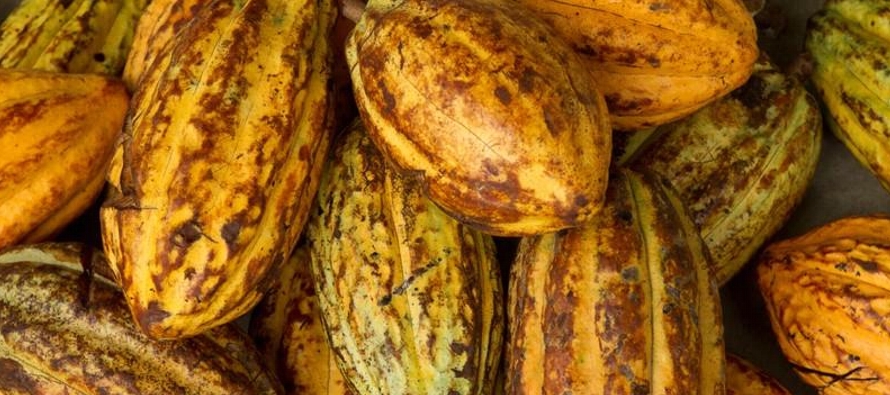 A pesar que Ecuador es conocido por su liderazgo en la producción de cacao fino de aroma,...