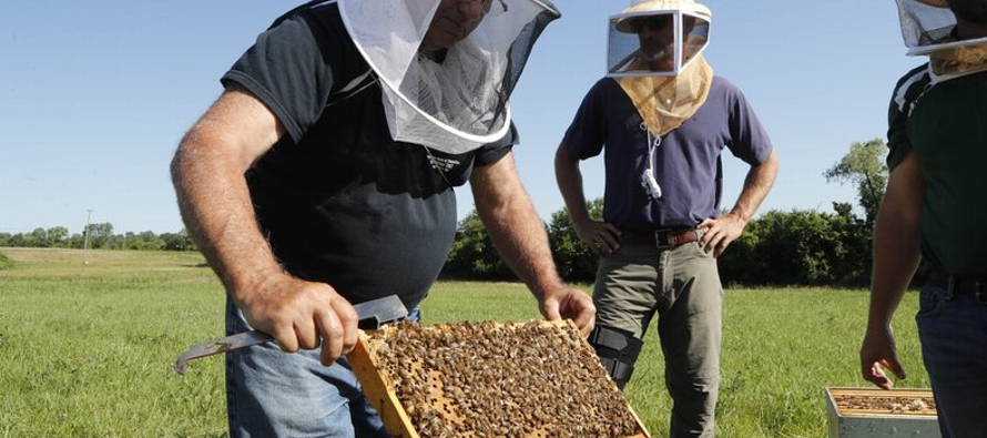 Investigadores están empezando a estudiar los beneficios terapéuticos de las abejas....
