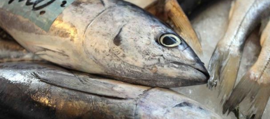 Los análisis detectaron que mucho del plástico hallado en los peces proviene de...