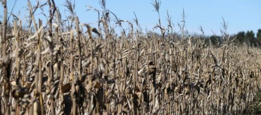 El maíz para diciembre en Chicago subió 17,5 centavos a 3,9775 dólares por...