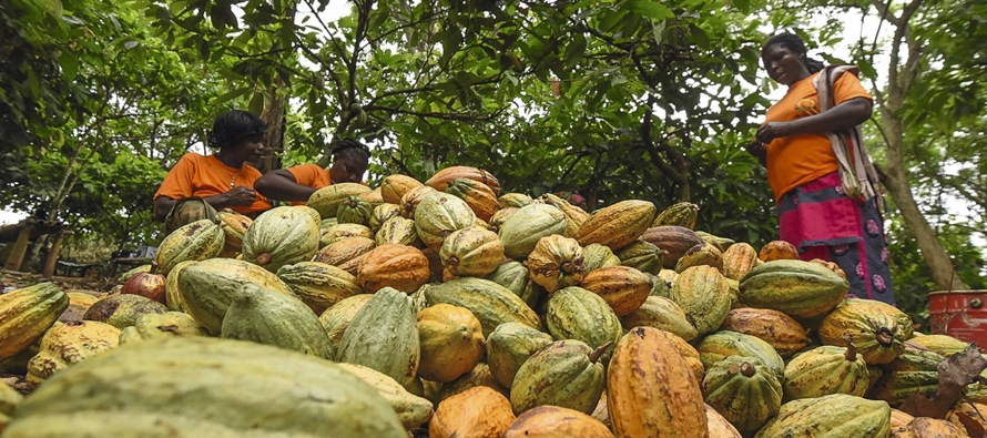 Hoy día los grandes productores de cacao ya no son los países hispanoamericanos, sino...