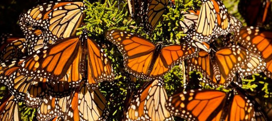 Ambientalistas y autoridades de México esperan un gran número de mariposas este...