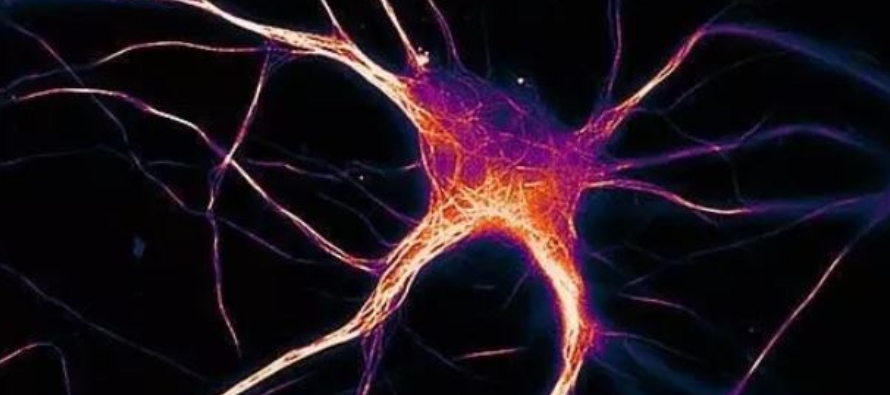 A pesar de la acumulación de tau, tanto las neuronas donantes como las receptoras se...