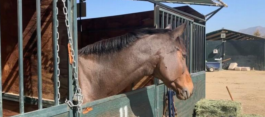 Uno de ellos fue Prince Toby, un caballo de 16 años que pertenece a la familia Hammarberg...