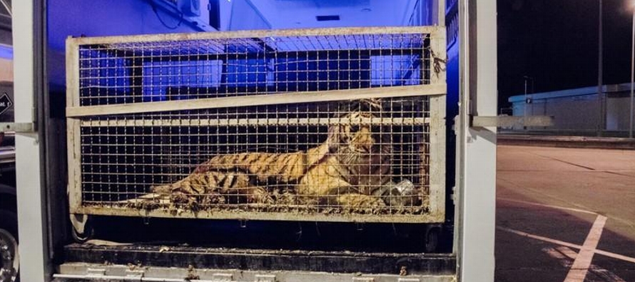 El camión salió de Roma con 10 tigres, pero fue detenido después de conducir...