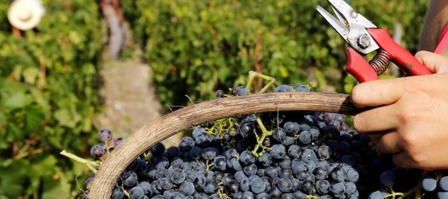 En su primera estimación para la producción de vino de este año, la OIV dijo...