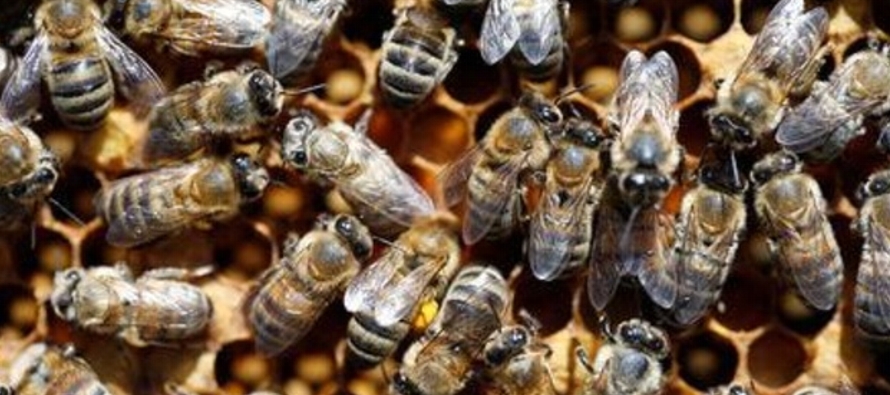La preocupación por el impacto del clima cambiante en las abejas ha llegado a los niveles...