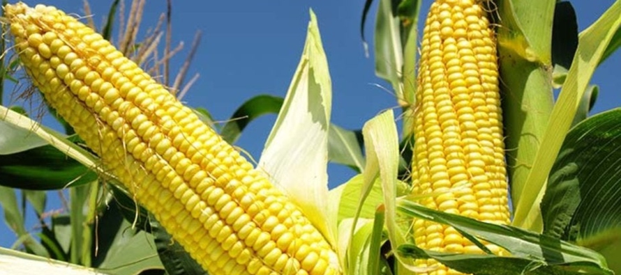 El maíz es el "alimento sagrado" de las civilizaciones prehispánicas y la...