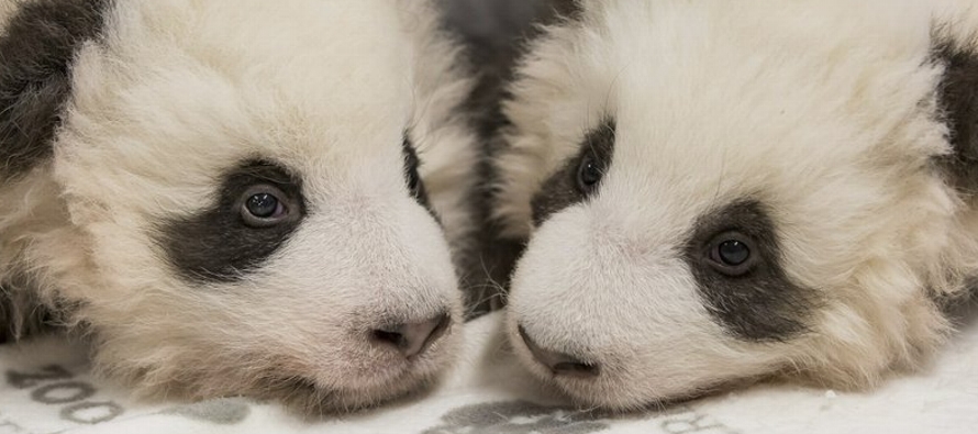 El panda gigante es una especie en peligro de extinción. Se calcula que hay menos de 2,000...