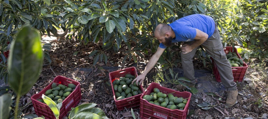 En 2019 este fruto subtropical ha alcanzado unos precios históricos por el aumento de...