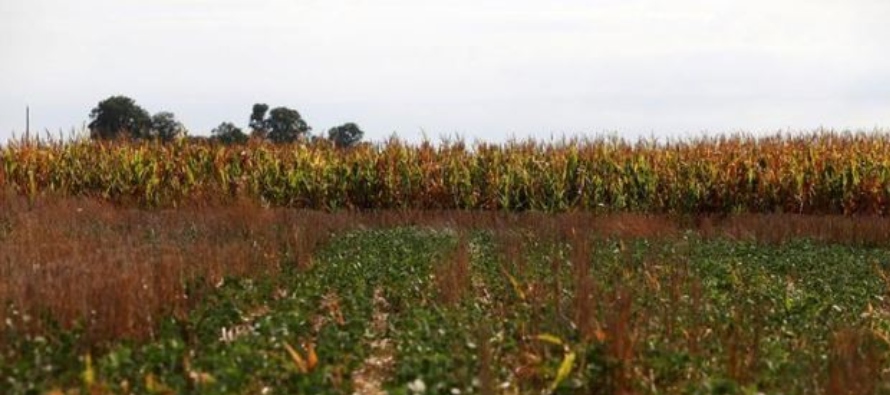 Se espera que el área de soja sea de 17,7 millones de hectáreas, según datos...