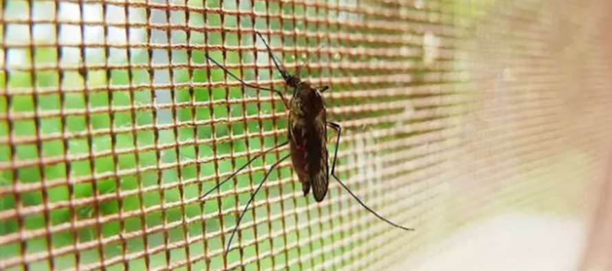  La profesora Hilary Ranson, autora principal del artículo, dijo: "Los mosquiteros...