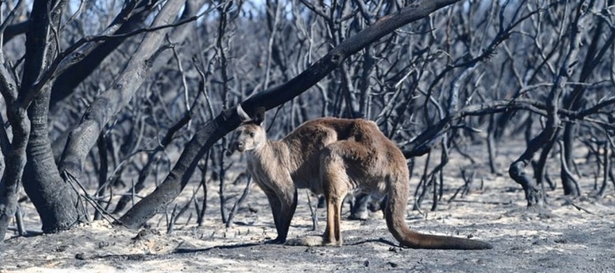 Los incendios forestales que han arrasado vastas franjas del sureste de Australia han dejado 26...