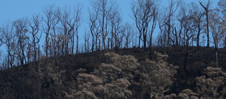Desde septiembre, cientos de incendios forestales en Australia han causado la muerte de 29...