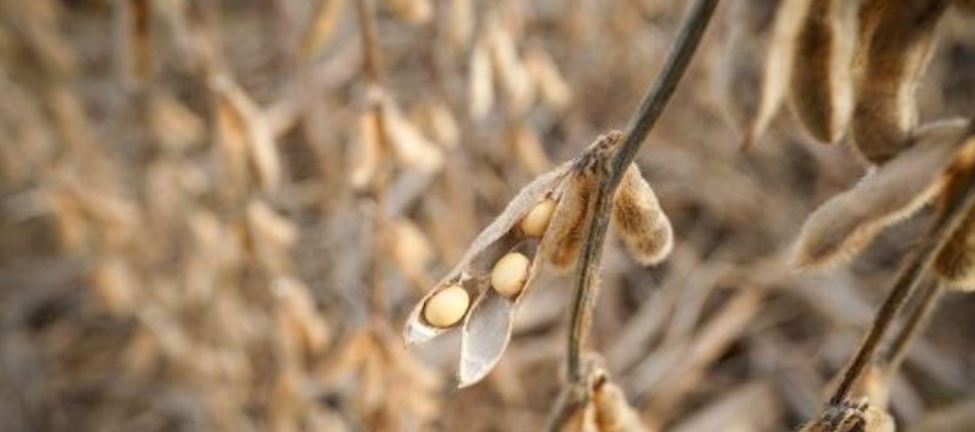 Los futuros del trigo rojo blando de invierno cerraron con una baja de 1,25 centavos a 5,7225...