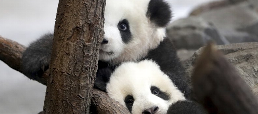 Los gemelos, cuyos nombres en chino son Meng Xiang y Meng Yuan, son los primeros pandas nacidos en...