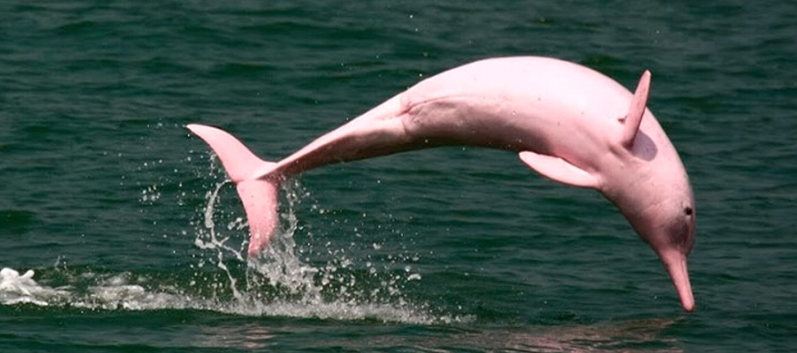 A algunos les preocupa que el mayor delfín de agua dulce del mundo se vea amenazado...