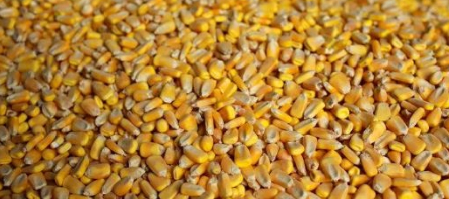 El maíz para marzo en la bolsa de Chicago subió 4,25 centavos a 3,8350 dólares...