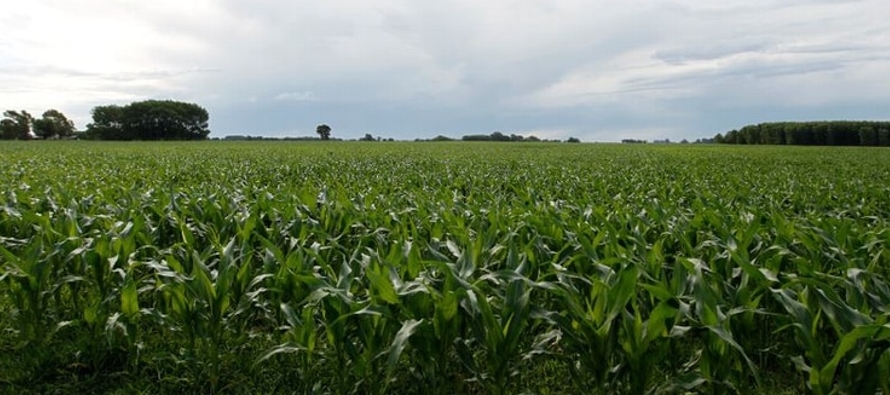 La cosecha sería la segunda más voluminosa en la historia de Argentina -el tercer...