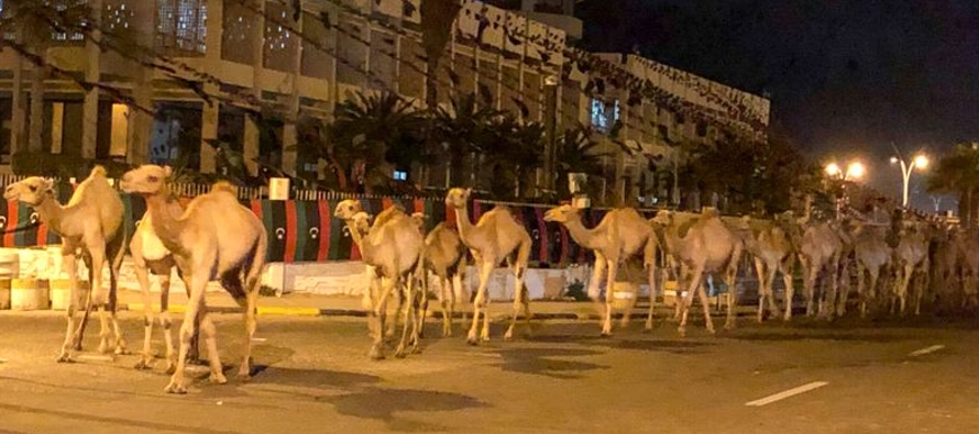 Un periodista de Reuters vio alrededor de 20 rebaños de camellos cuando salían del...